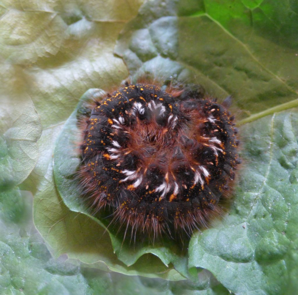 Drinker moth caterpillar, Sheila Sims