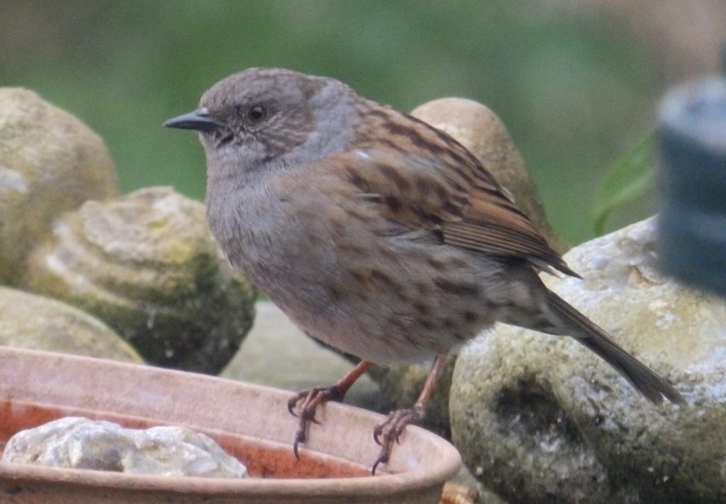 Dunnock, Sheila Sims