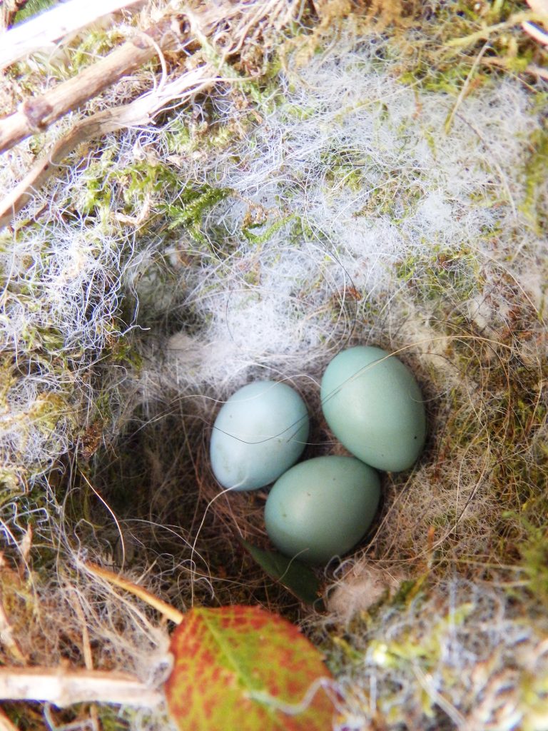 Dunnock’s nest, Sheila Sims