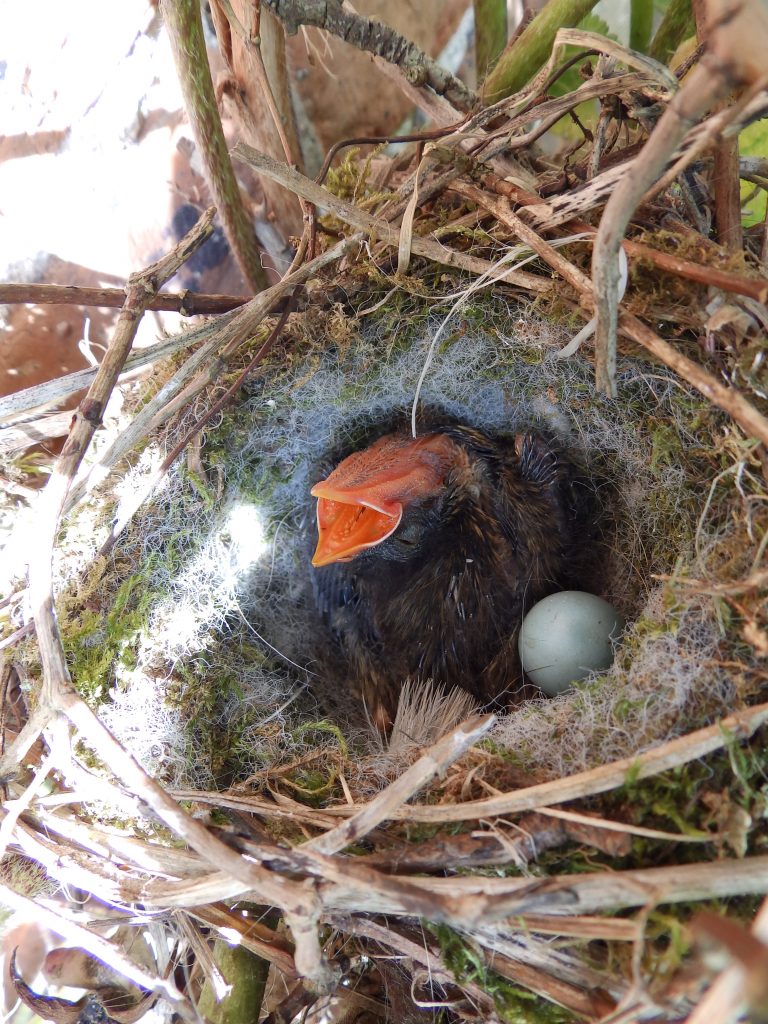 Cuckoo chick in a Dunnock’s nest, Sheila Sims