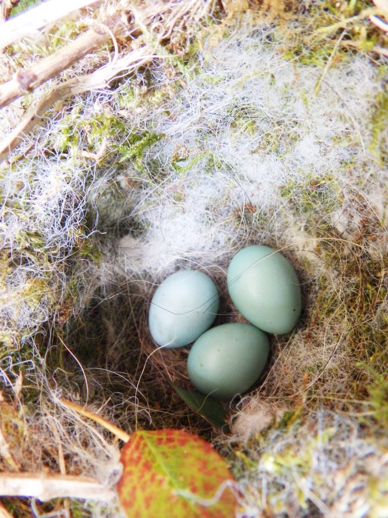 Dunnock’s nest lined with moss and wool, Sheila Sims