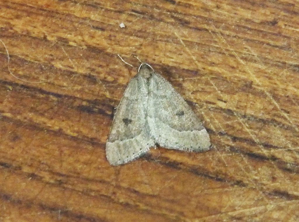 Early moth, Sheila Sims