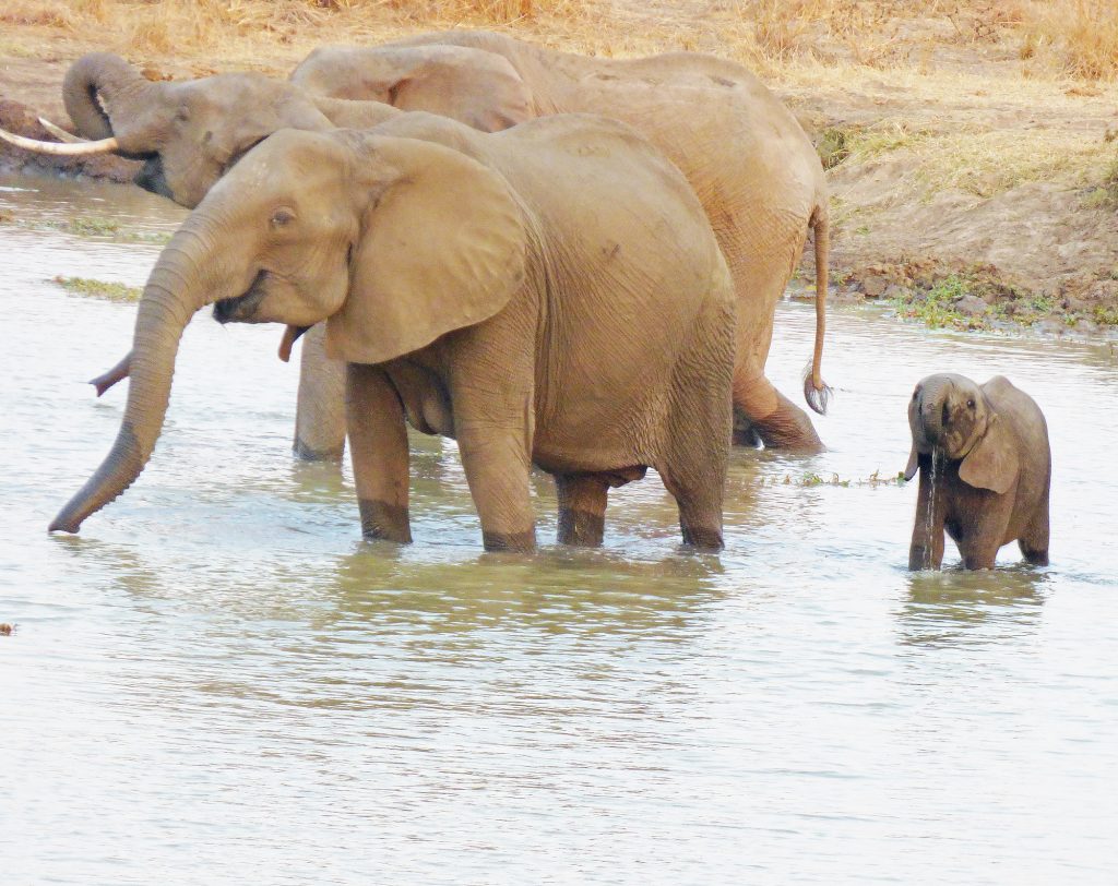 Elephants enjoying an evening drink, Sheila Sims