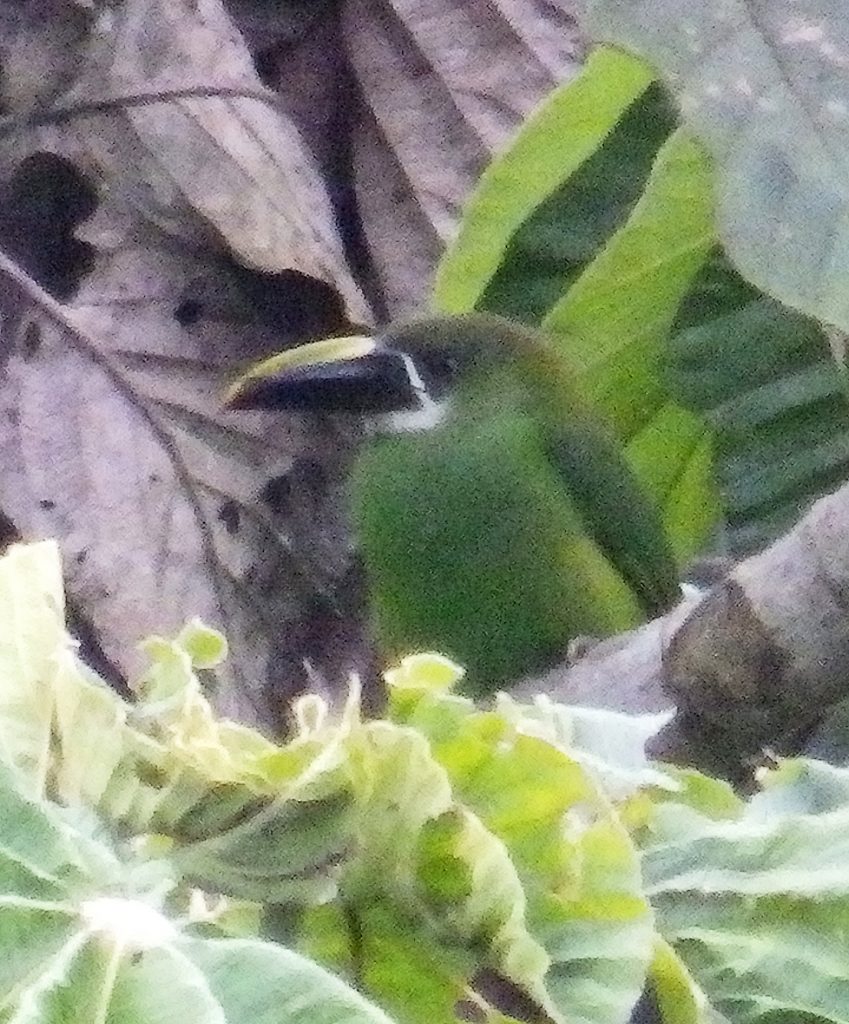 Emerald toucanet, Sheila Sims