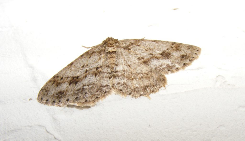 Engrailed moth, Sheila Sims
