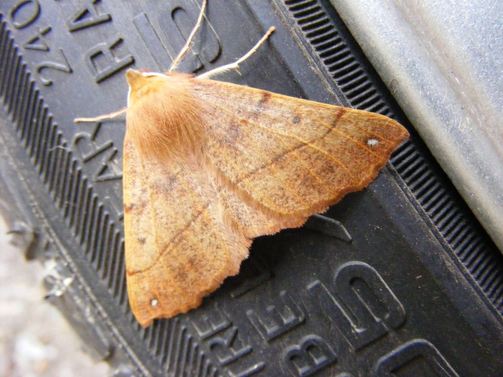 Feathered Thorn moth, Sheila Sims
