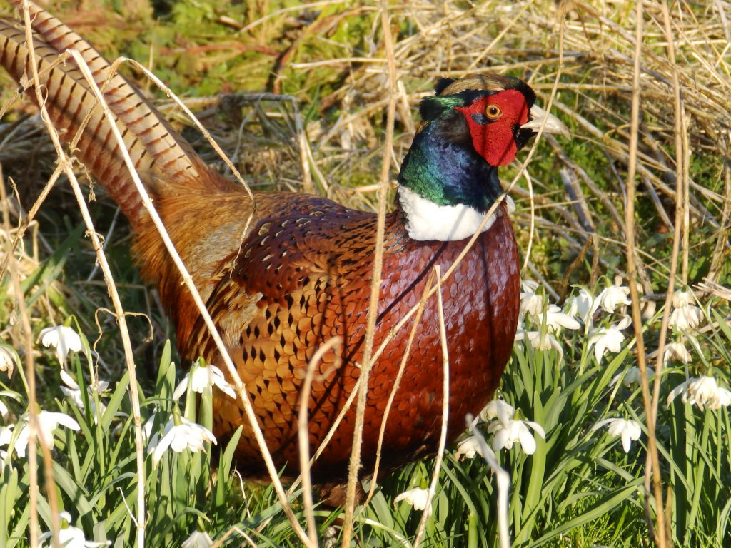 Cock pheasant looking good for spring, Sheila Sims