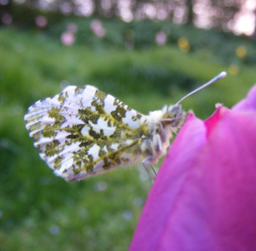 Female Orange tip, Sheila Sims