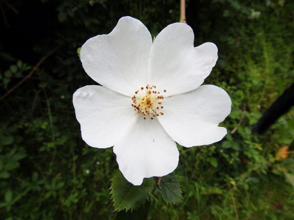 Field rose – Sheila Sims