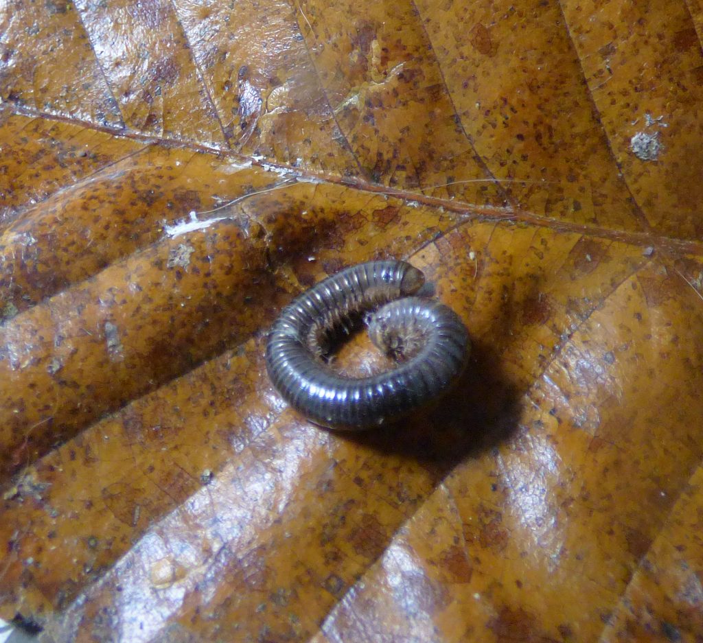 Garden insect-Millipede – Sheila Sims