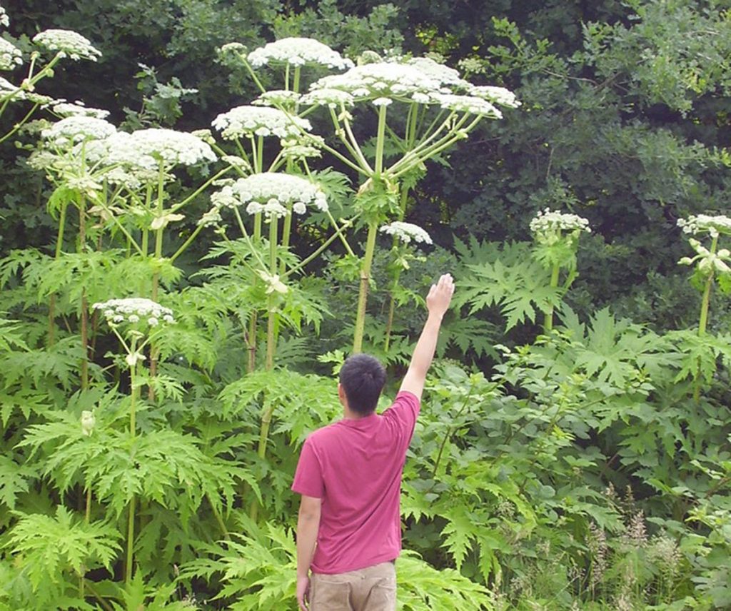 Giant hogweed