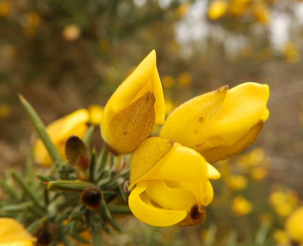 Gorse flowers, Sheila Sims
