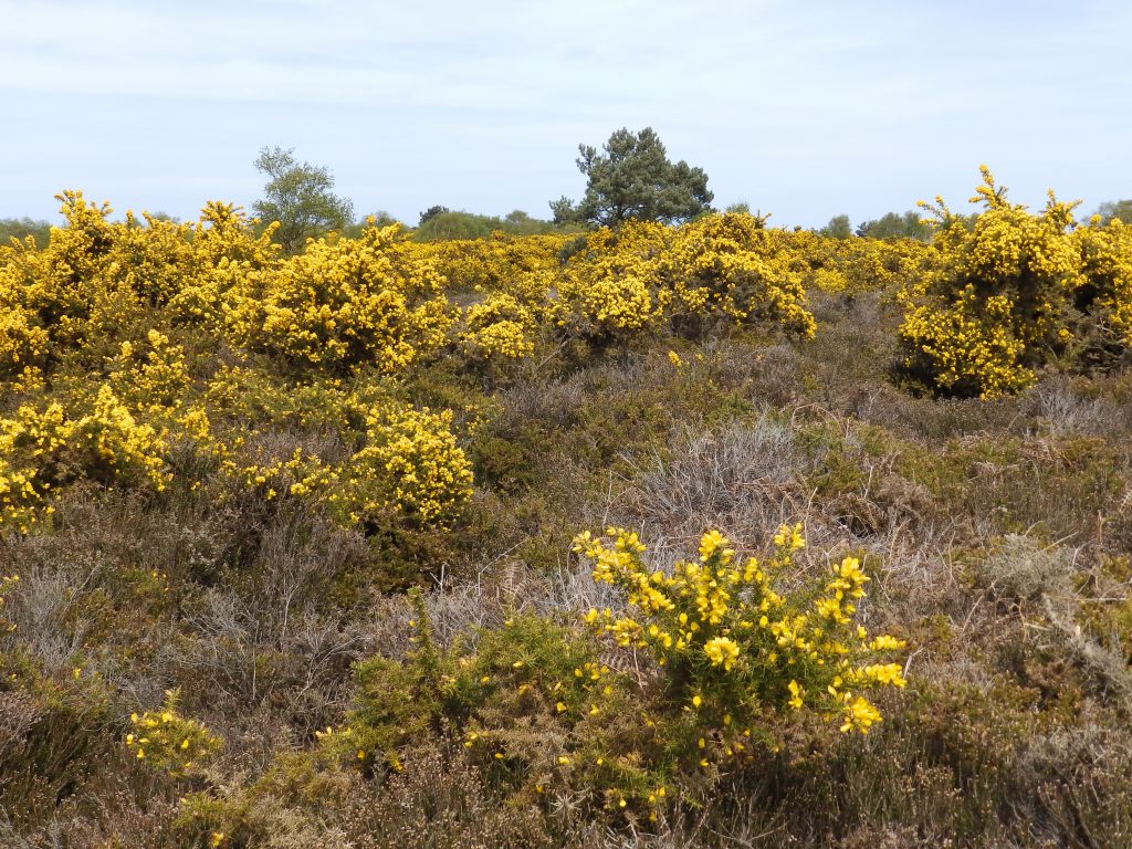 Gorse on Kelling Heath, Sheila Sims