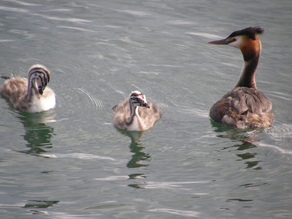 Great crested grebe with young, Nicki Dixon