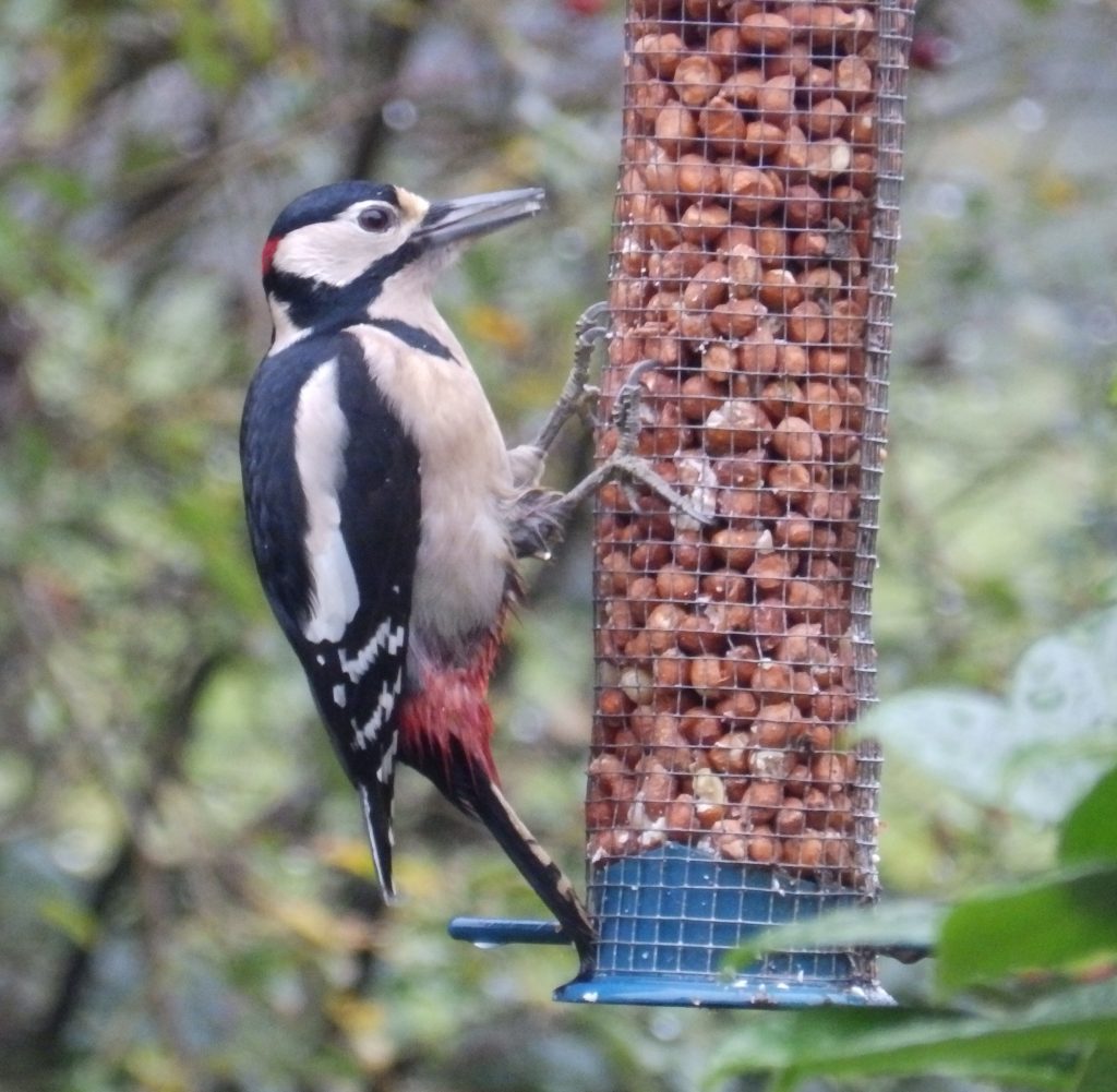 Great spotted woodpecker, Sheila Sims