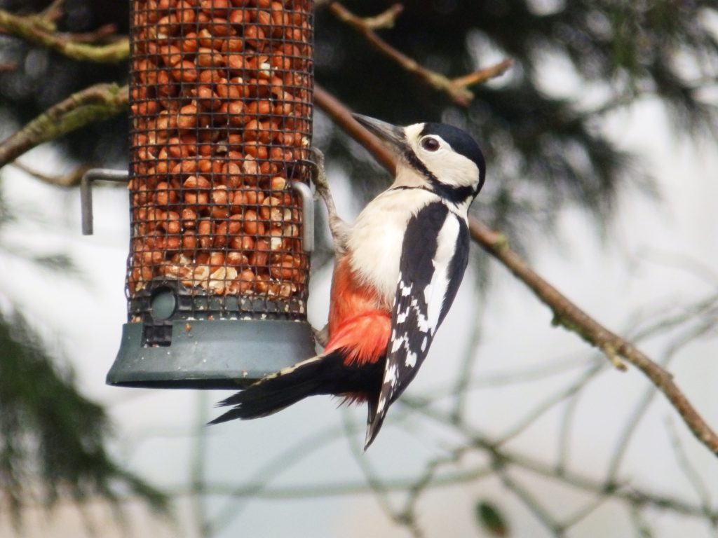Great spotted woodpecker on hanging feeder, Sheila Sims