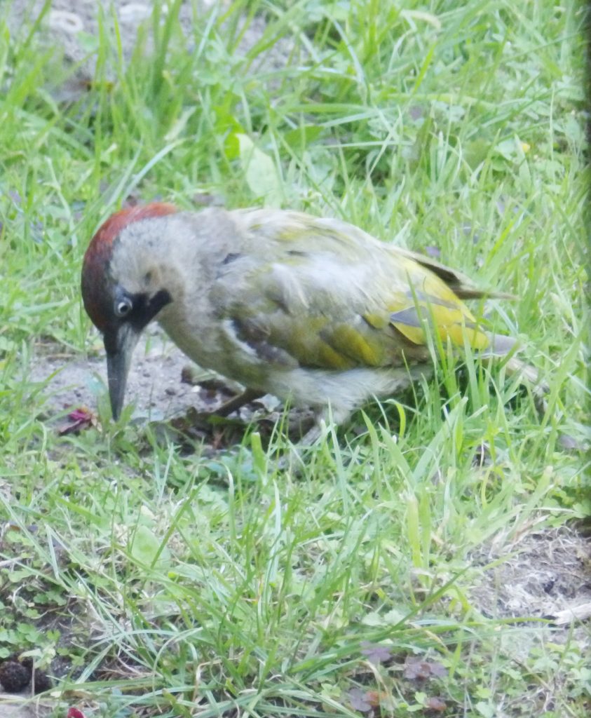 Green woodpecker hunting ants, Sheila Sims