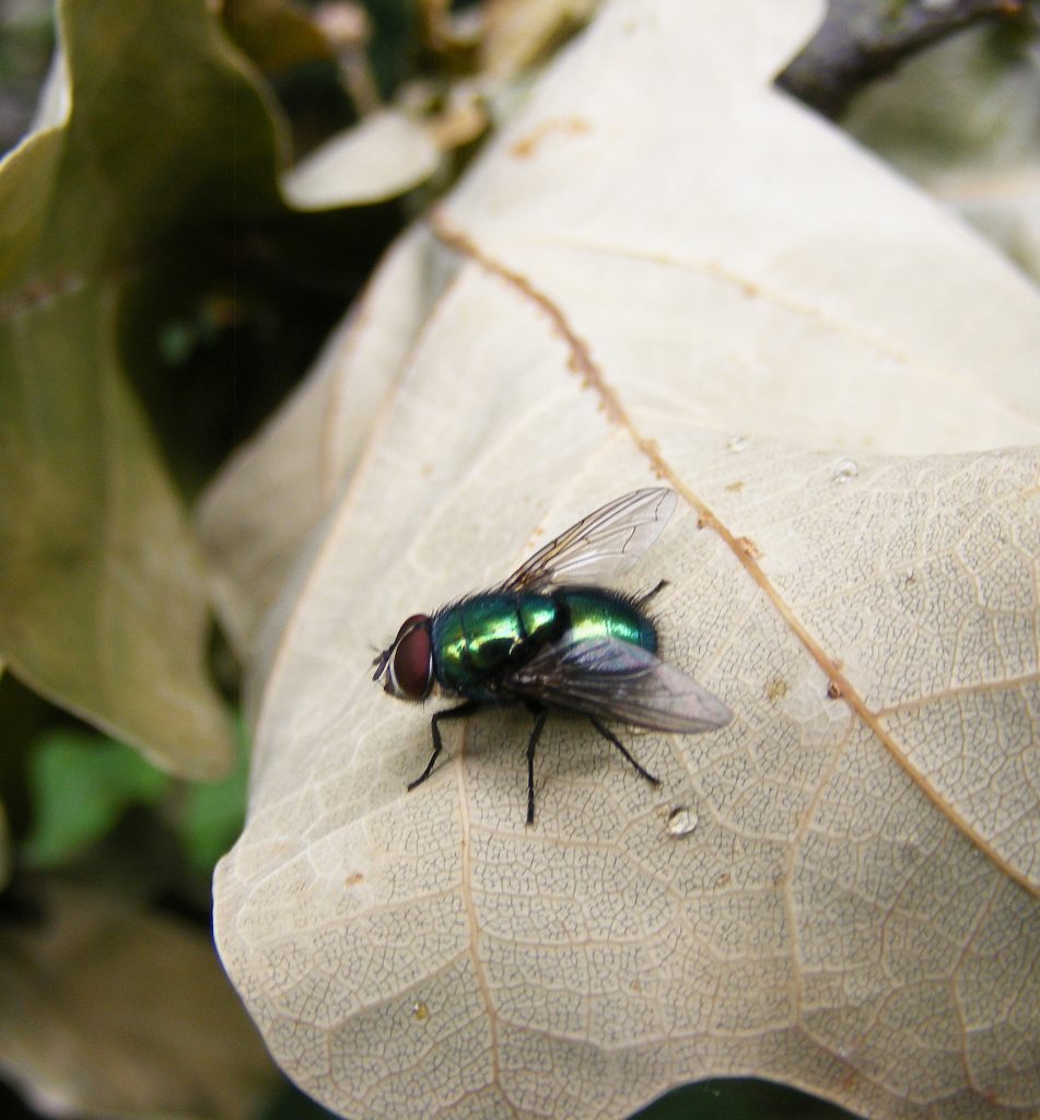 Greenbottle, Sheila Sims