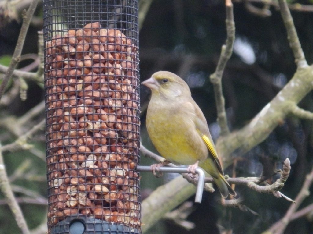 Greenfinch, Sheila Sims