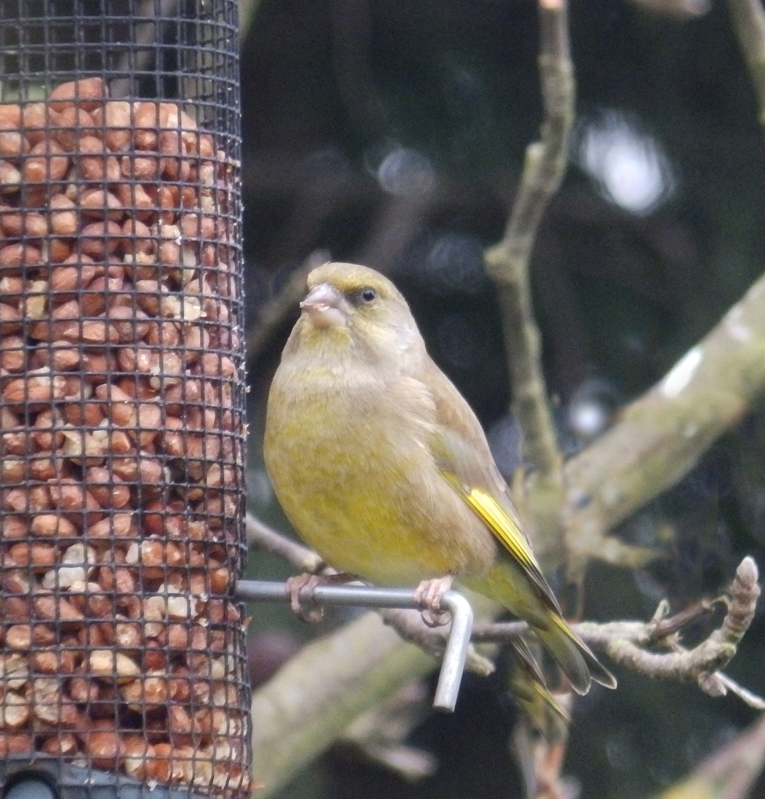 Greenfinch, Sheila Sims
