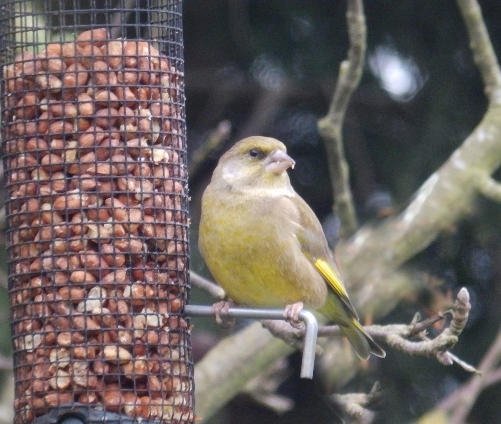 Greenfinch getting his spring colours, Sheila Sims