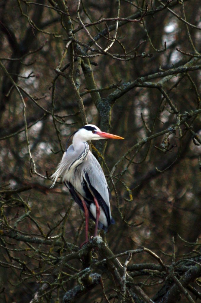 Grey heron… Nicki Dixon