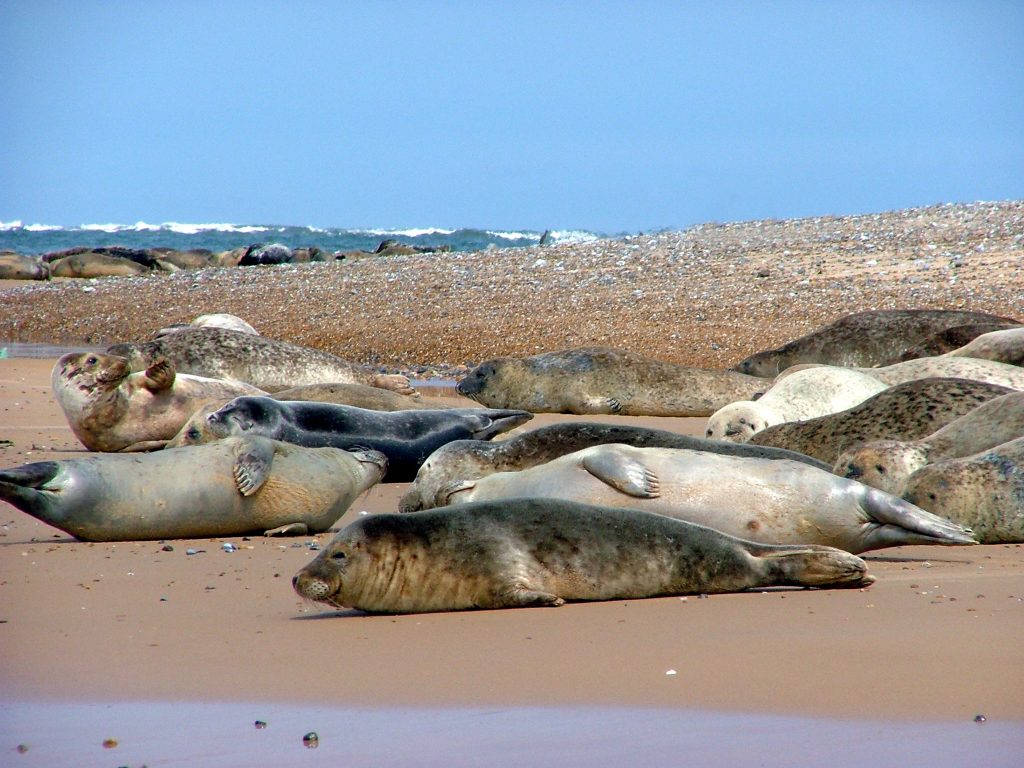 Grey seals at Blakeney Point, Mike Sims