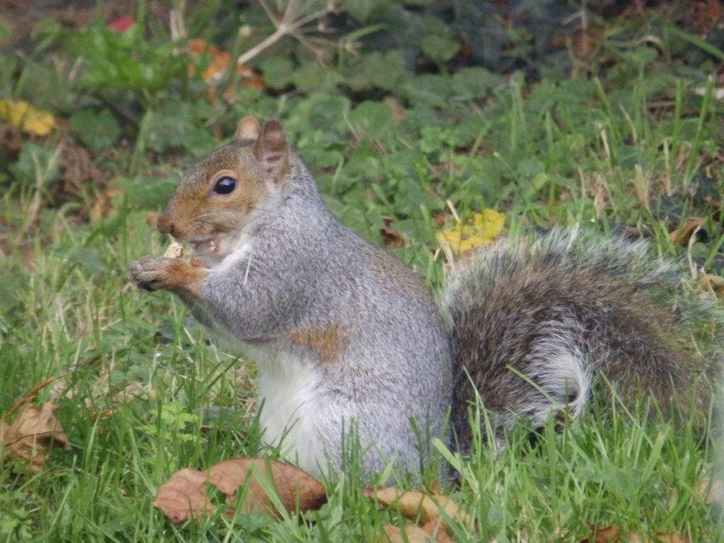Squirrels love beech mast! Sheila Sims