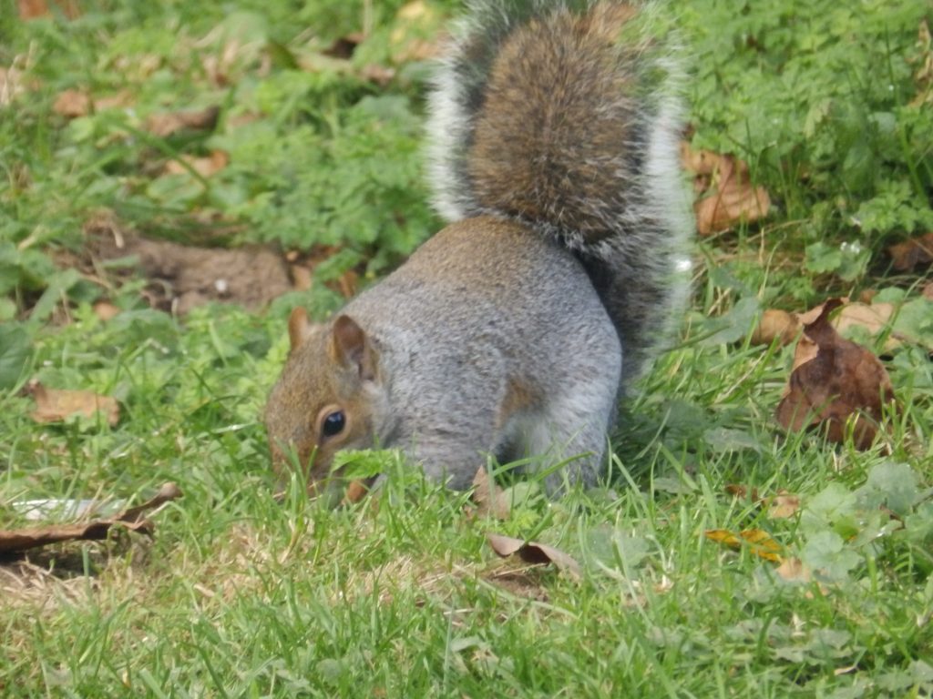 Grey squirrel storing for the winter, Sheila Sims