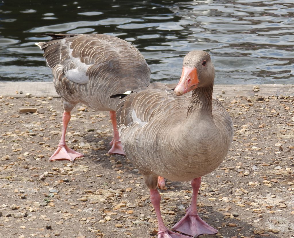 Greylag geese – Sheila Sims