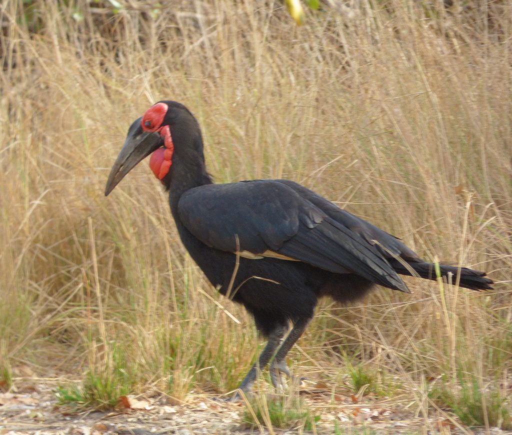 Ground hornbill, Sheila Sims