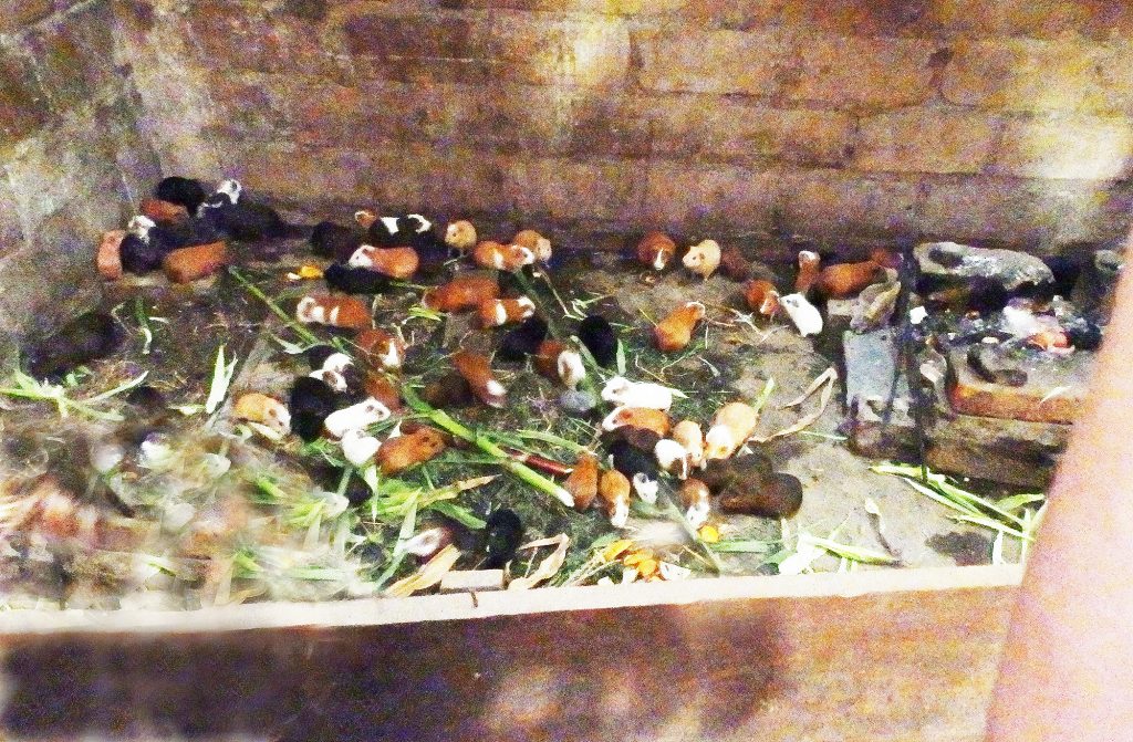 Guinea pig farm, Sheila Sims