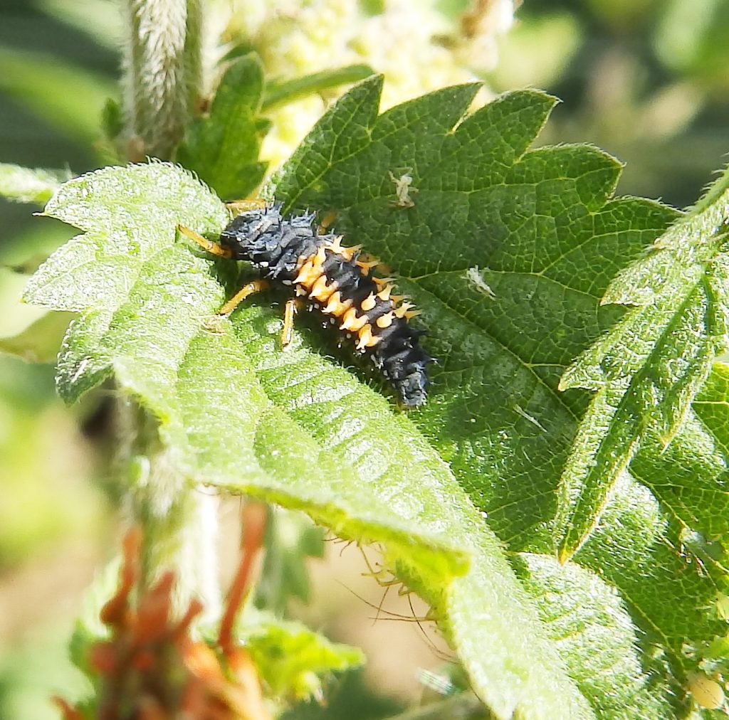 Harlequin larva, Sheila Sims