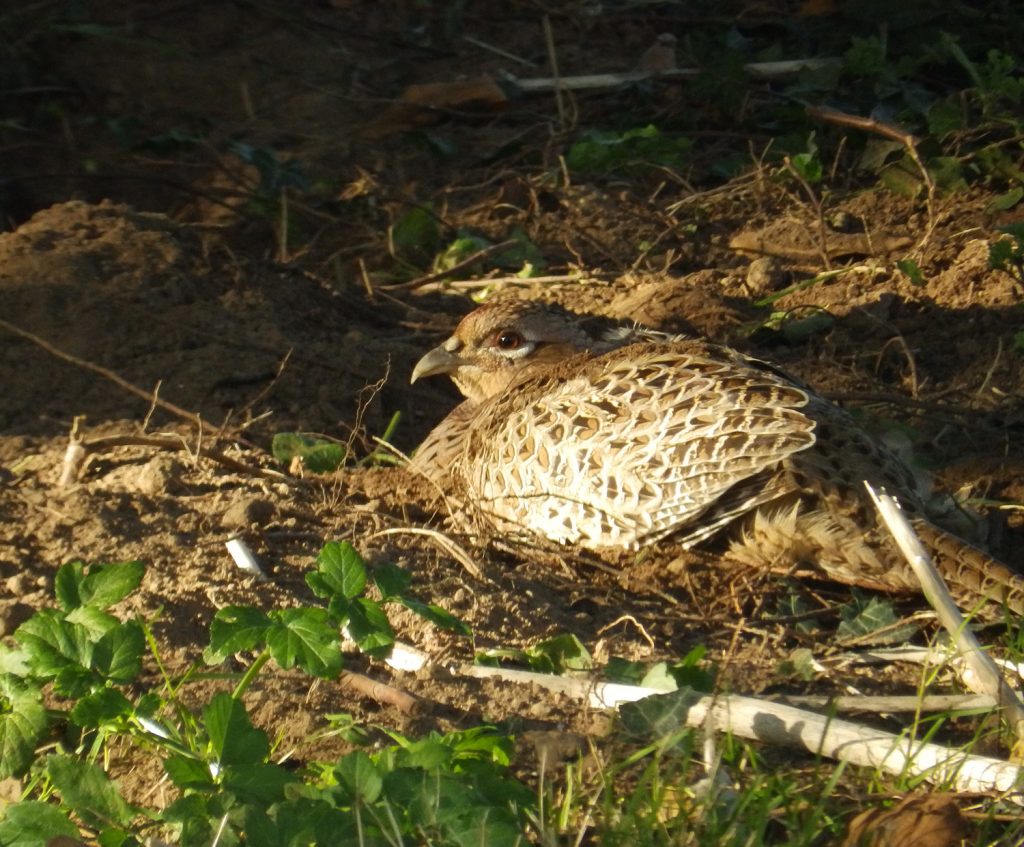 Hen Pheasant blending in, Sheila Sims