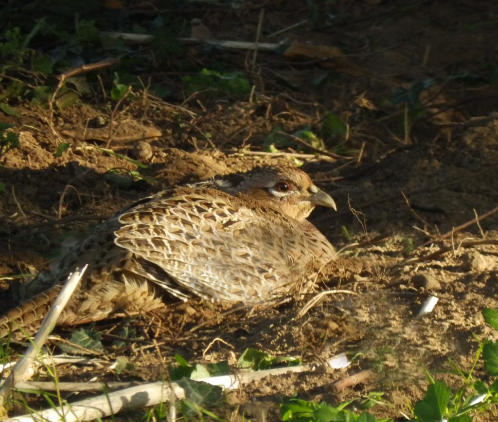 Hen Pheasant on nest, Sheila Sims