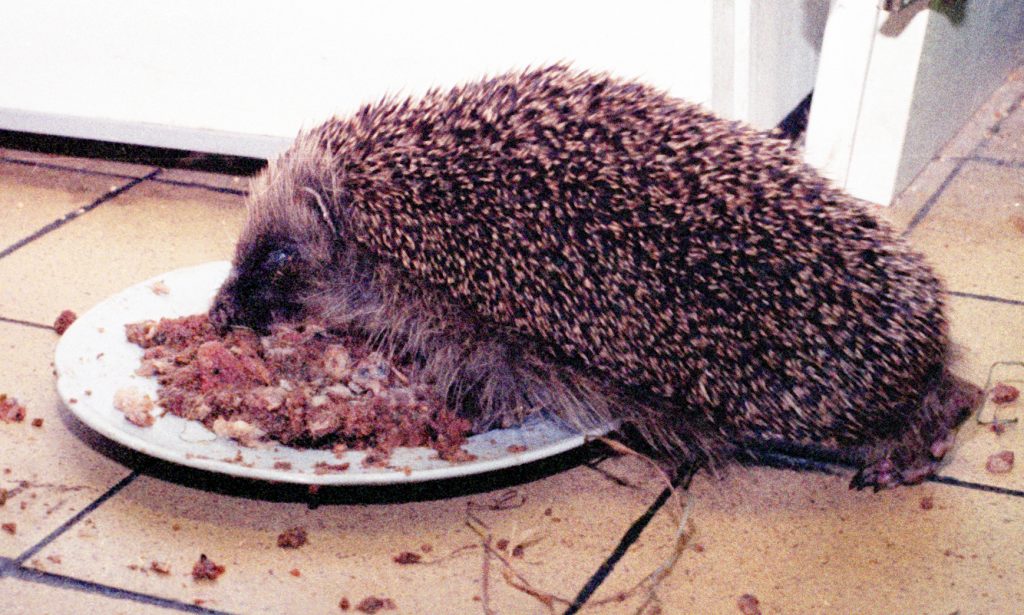 Hodge – a messy eater!