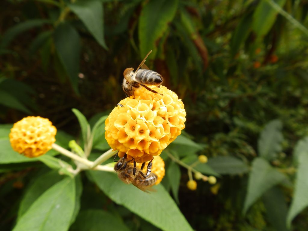 Honey bees on Buddleia globosa, Sheila Sims