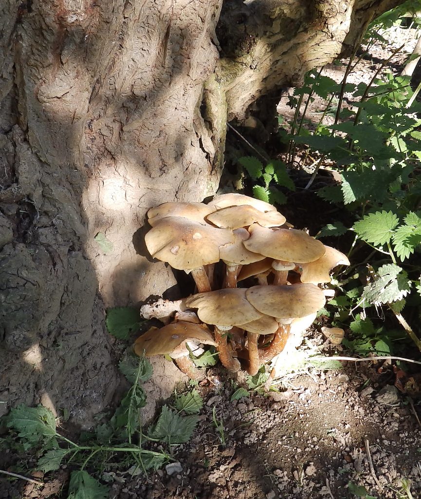 Honey fungus, Sheila Sims