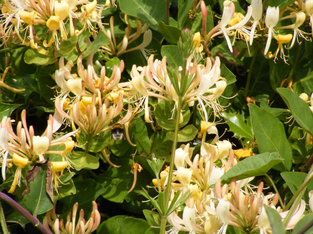 Honeysuckle – Sheila Sims