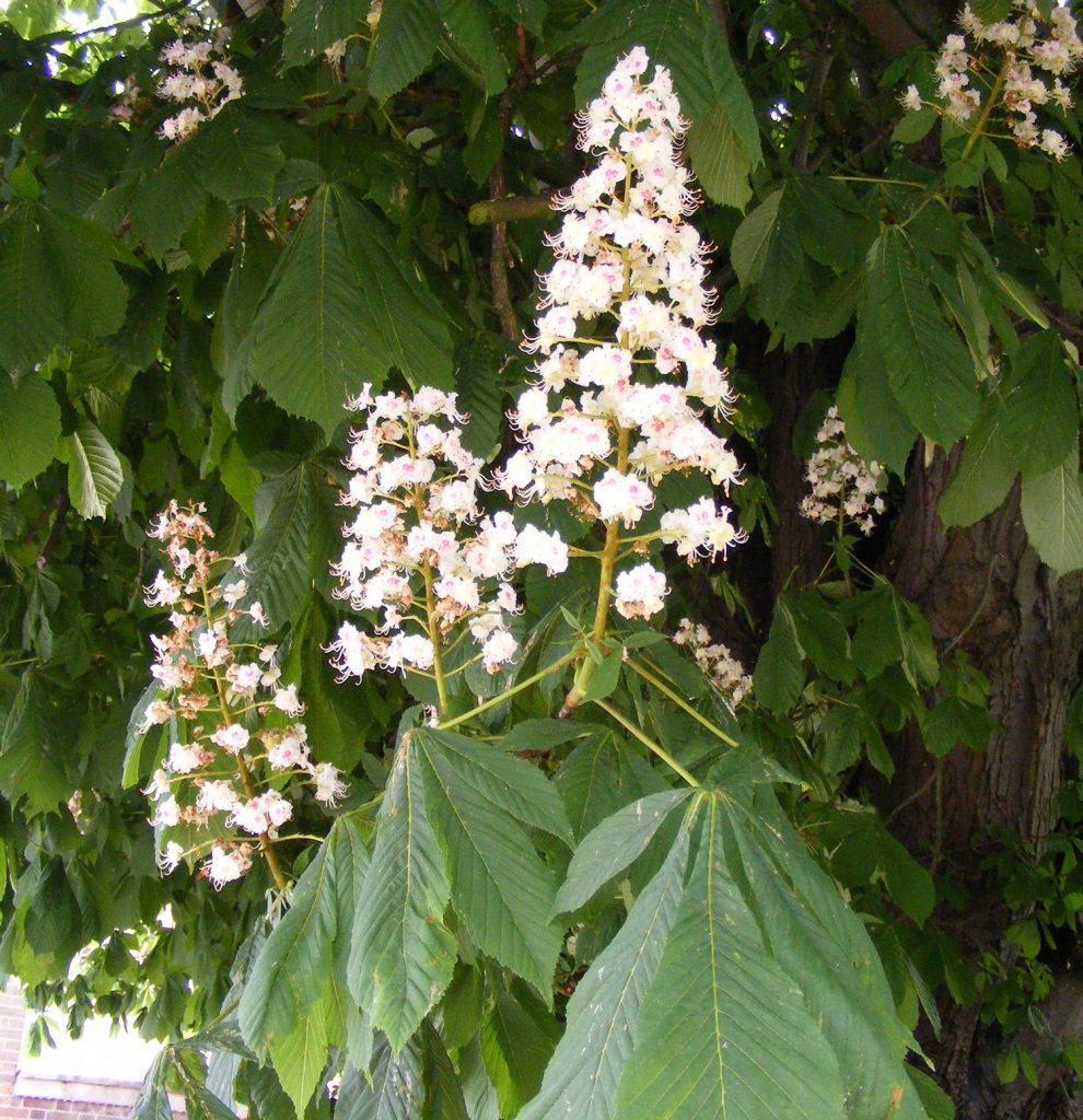 Horse Chestnut flowers, Sheila Sims