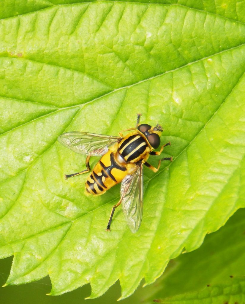 Hoverfly, Sheila Sims