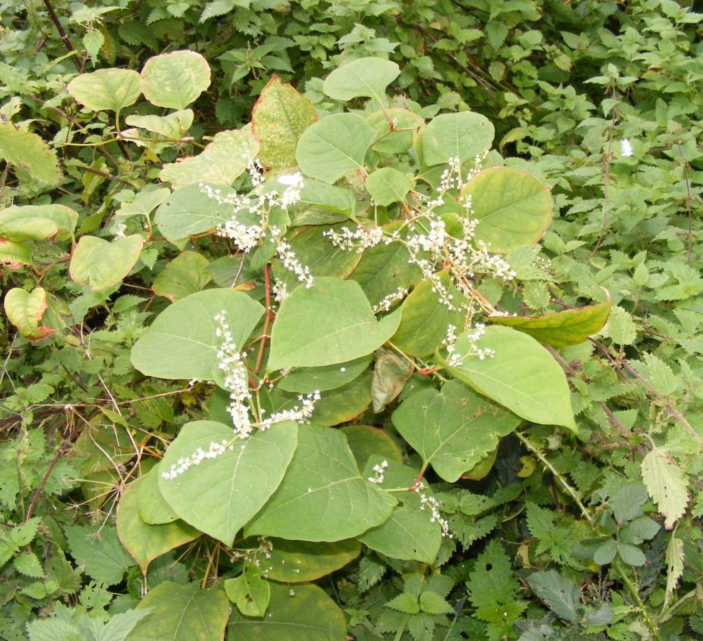 Japanese knotweed, Sheila Sims