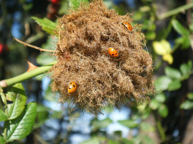 Ladybirds on Robin's Pincushion, Joan Dixon