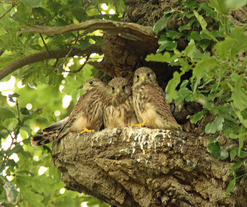 Kestrel chicks, Nicki Dixon