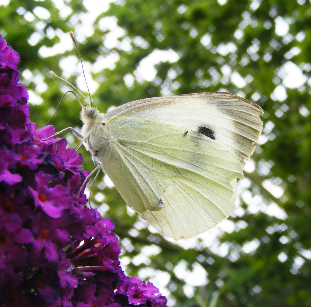 Large white female, Sheila Sims