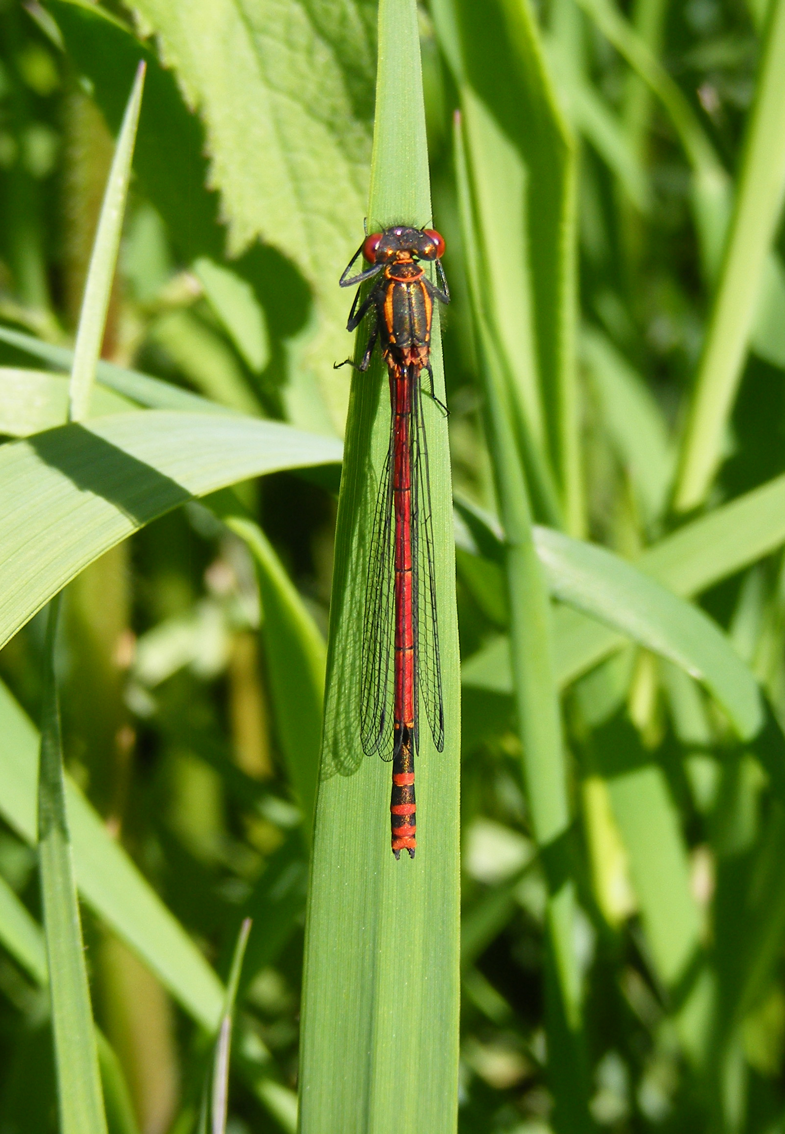 Large red damselfly, Sheila Sims