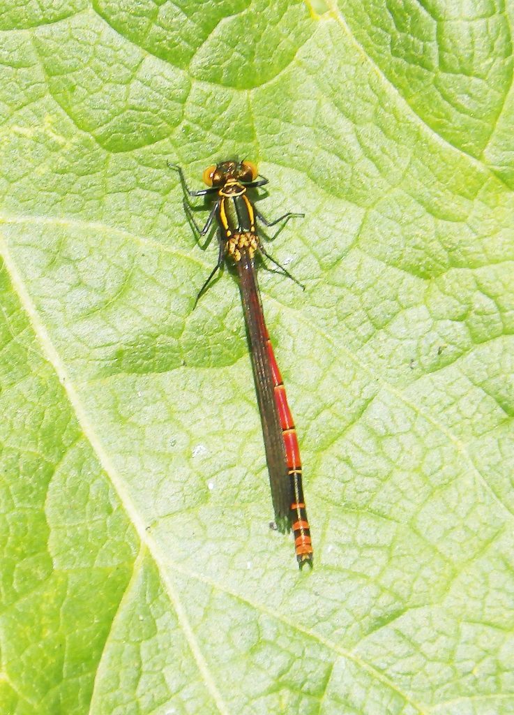 Large Red damselfly, Sheila Sims