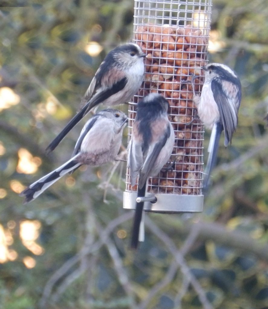 Long-tailed tits, Sheila Sims