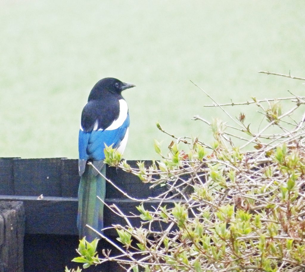 Magpie, Sheila Sims