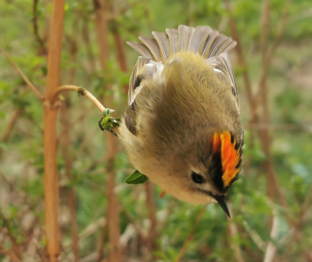 Male Goldcrest – Mike Sims
